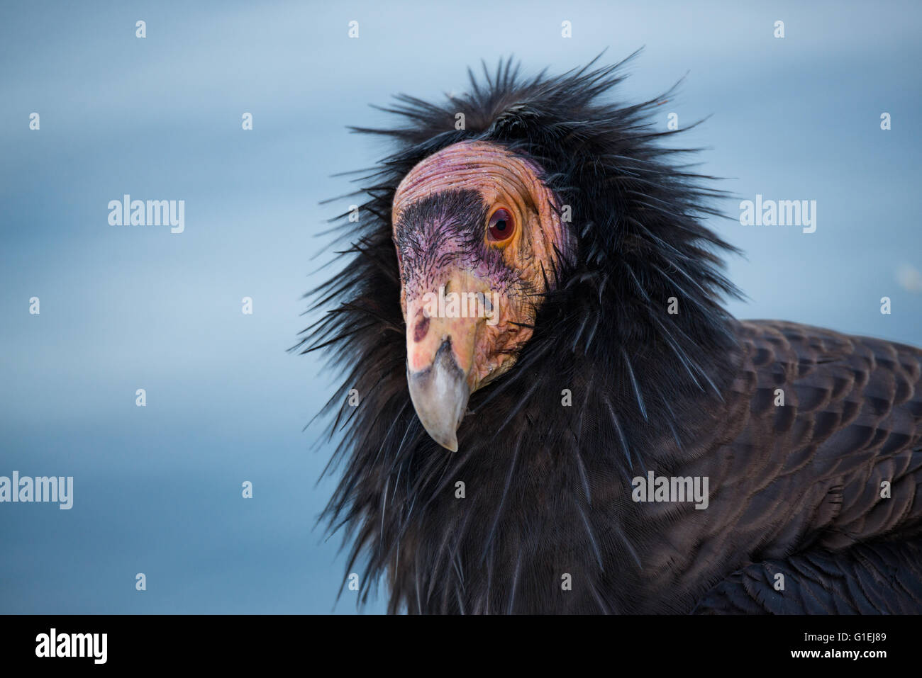 Un ritratto di una California condor Gymnogyps californianus a Big Sur in California Foto Stock