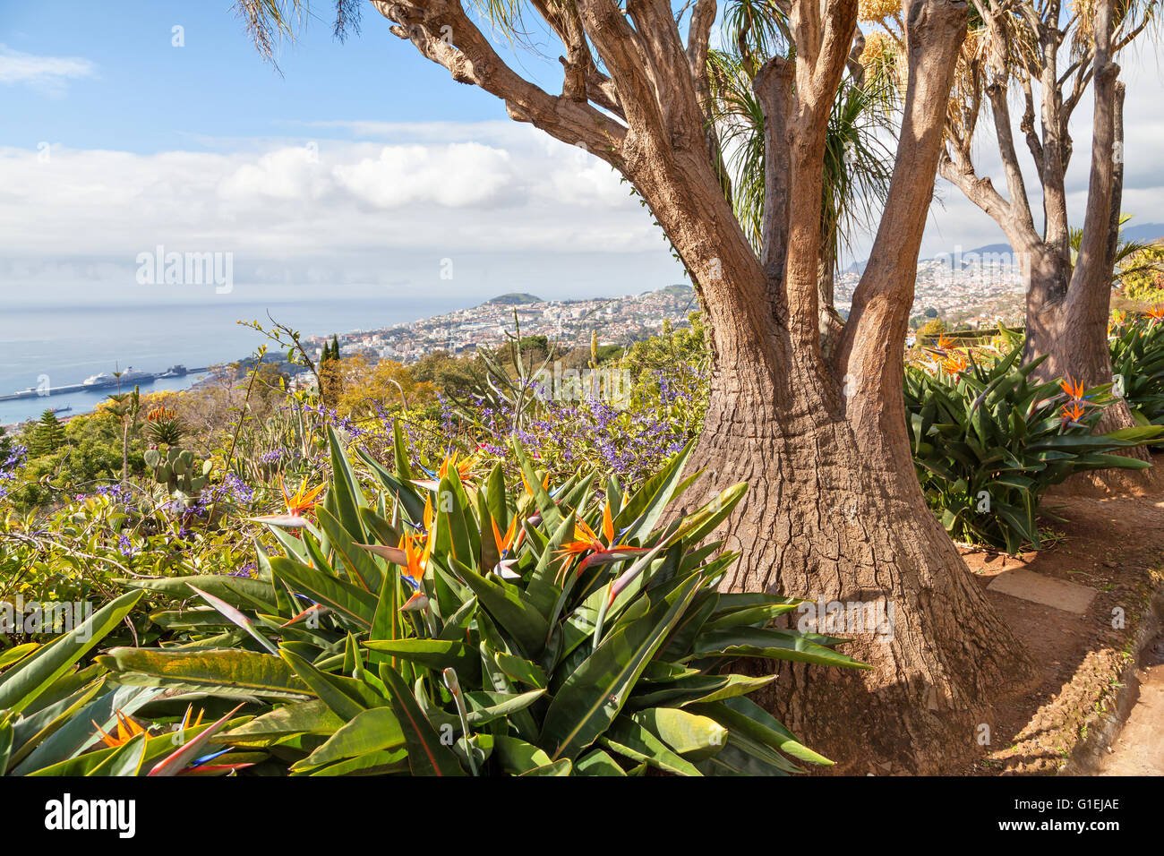 Struttura insolita in Madeira Giardino Botanico, Funchal, Portogallo Foto Stock