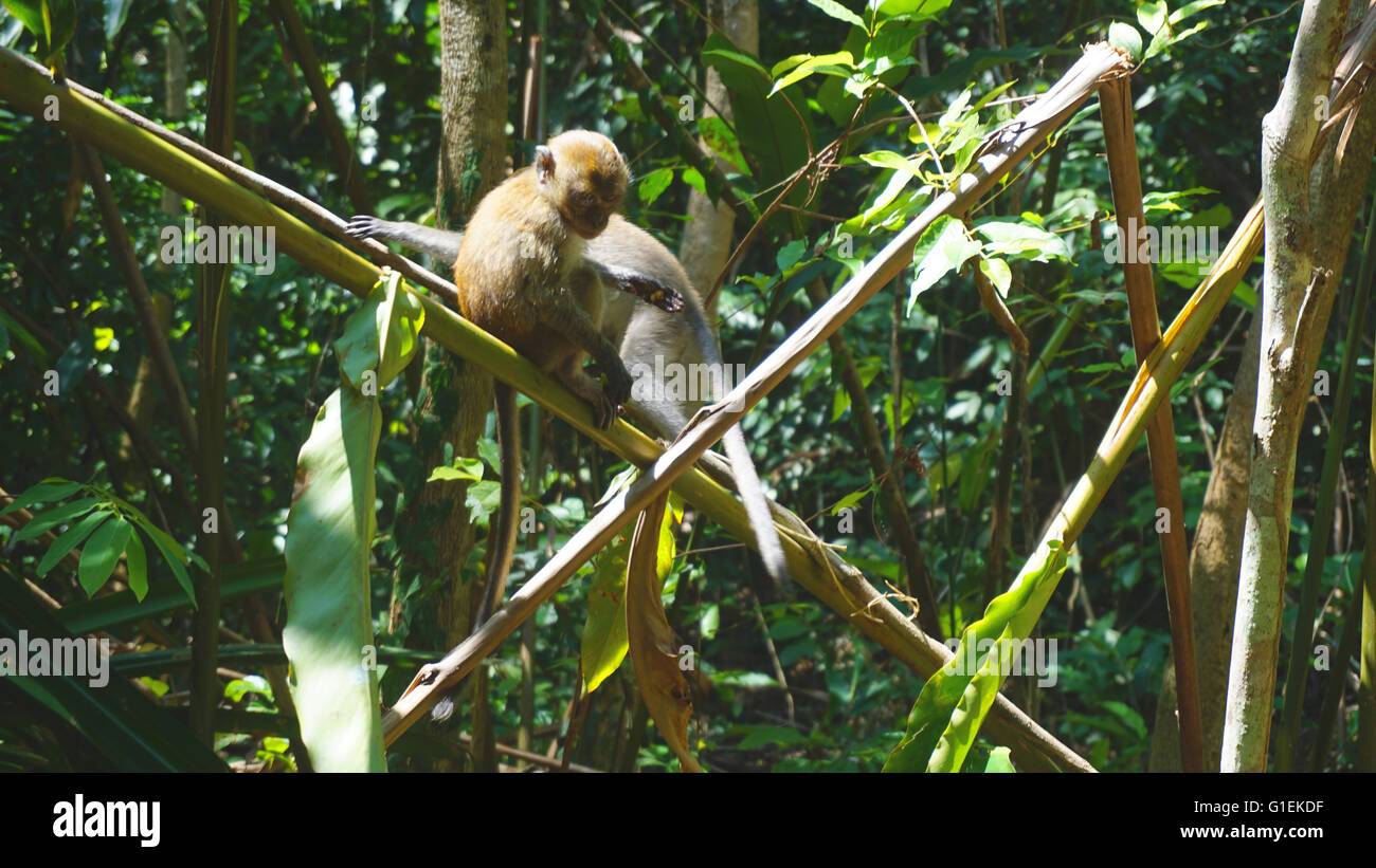 Le scimmie selvatiche nella foresta pluviale asiatica Foto Stock