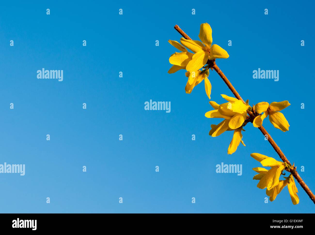 Fiori gialli di Maggiociondolo albero in primavera tempo contro il cielo blu. Spazio sul lato sinistro. Foto Stock