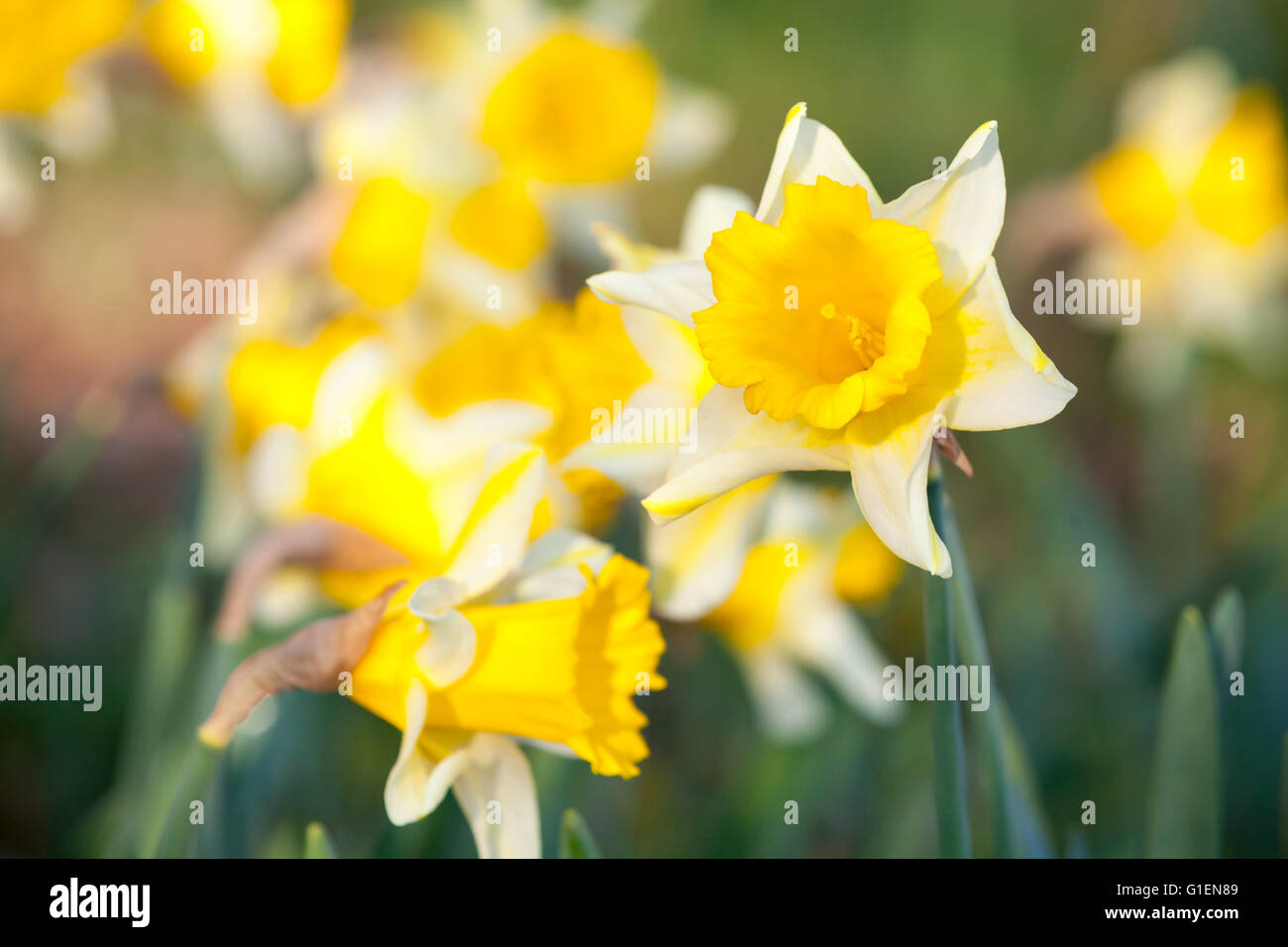 Giallo fiori di narciso nella primavera del giardino, closeup foto con messa a fuoco selettiva Foto Stock