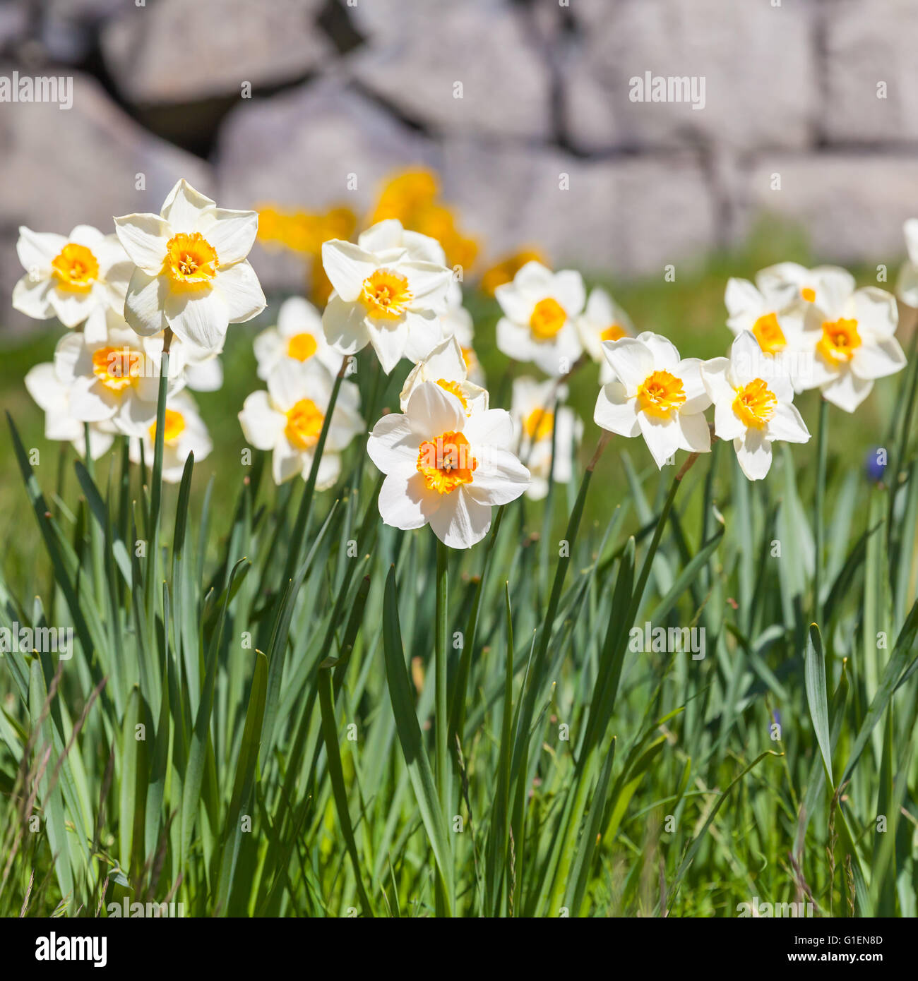 Giallo fiori di narciso nella primavera del giardino, foto con messa a fuoco selettiva Foto Stock