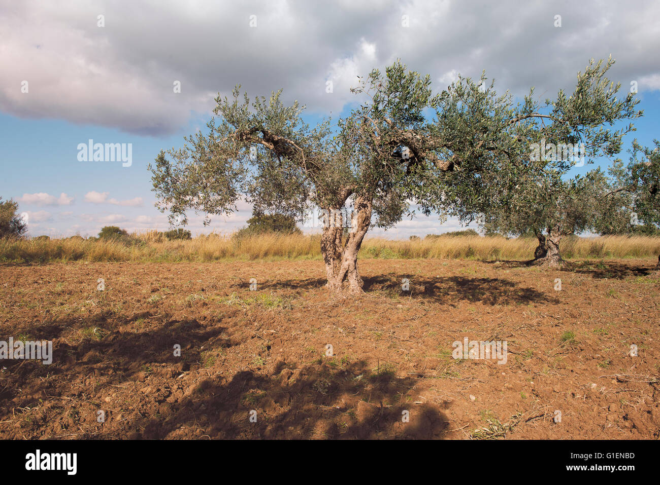 Un campo di olivi nel tardo pomeriggio Foto Stock