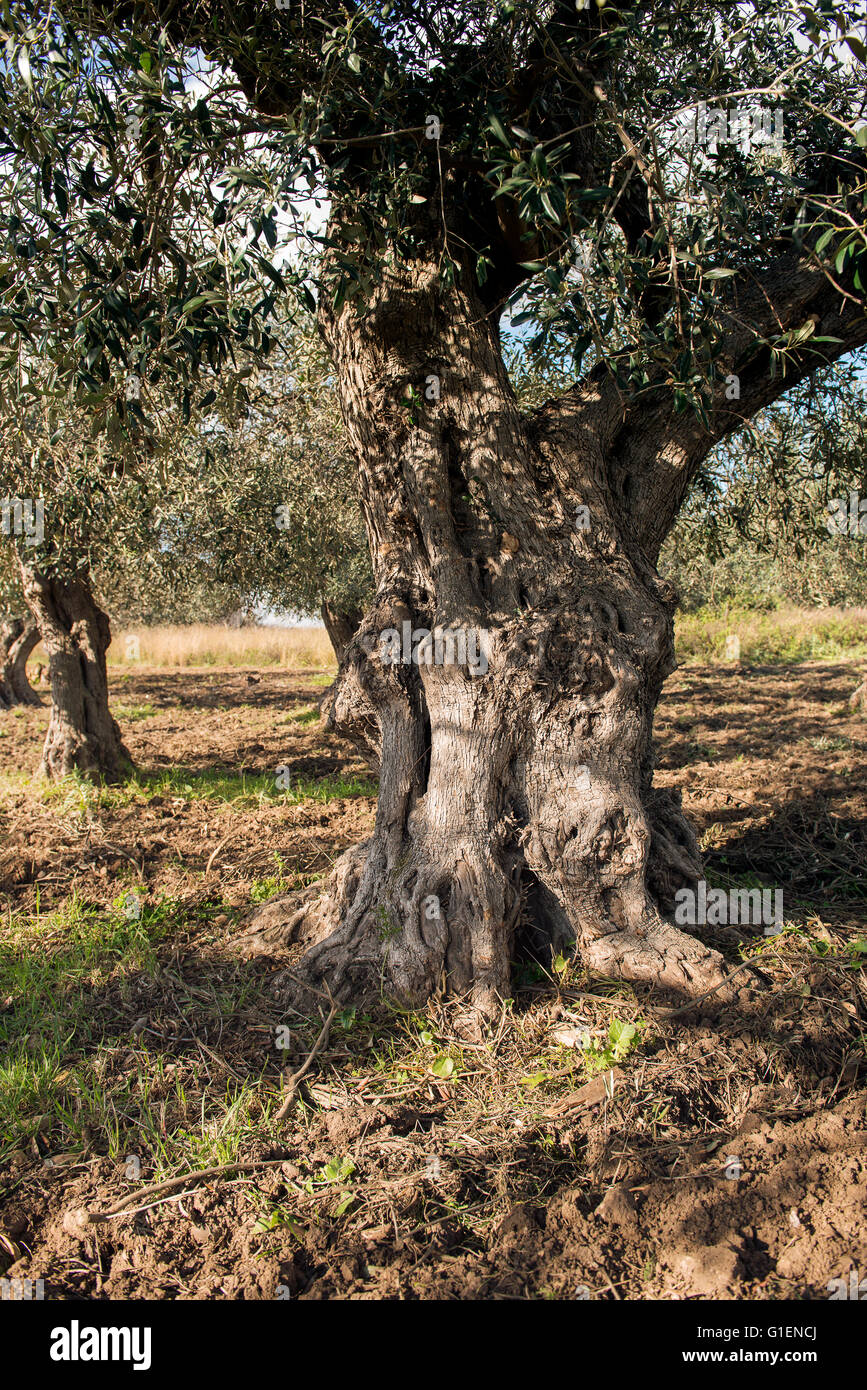 Un campo di olivi nel tardo pomeriggio Foto Stock