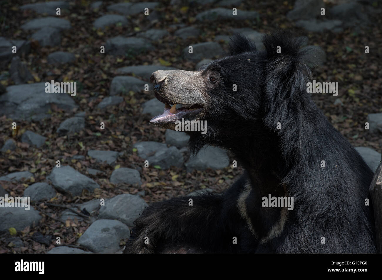 Loth orso, Melursus ursinus, Ursidae, Asia Foto Stock