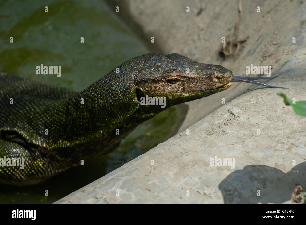 Lizard monitor, Varanus salvator, Varanidae, Asia Foto Stock