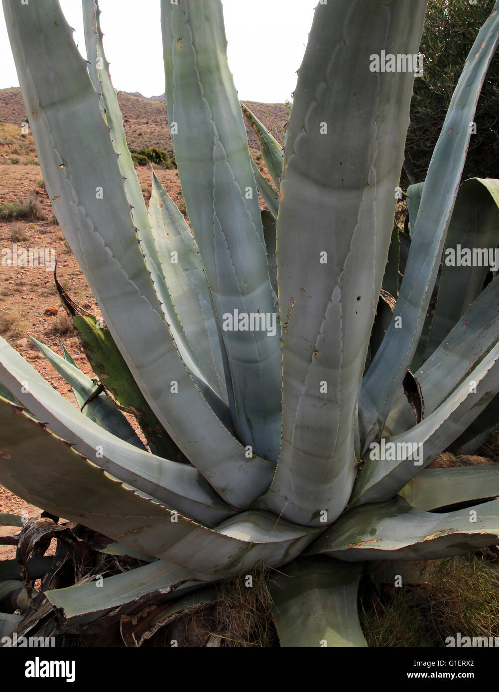 Agave americana cactus di crescita della pianta nel Parco Naturale Cabo de Gata, Almeria, Spagna Foto Stock