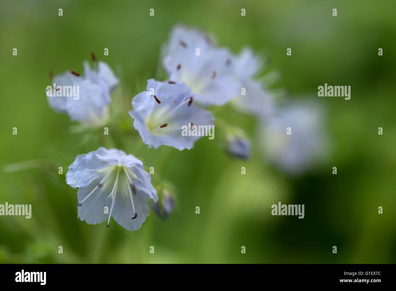 Molla blu con fiori di campo sfocato sfondo verde Foto Stock