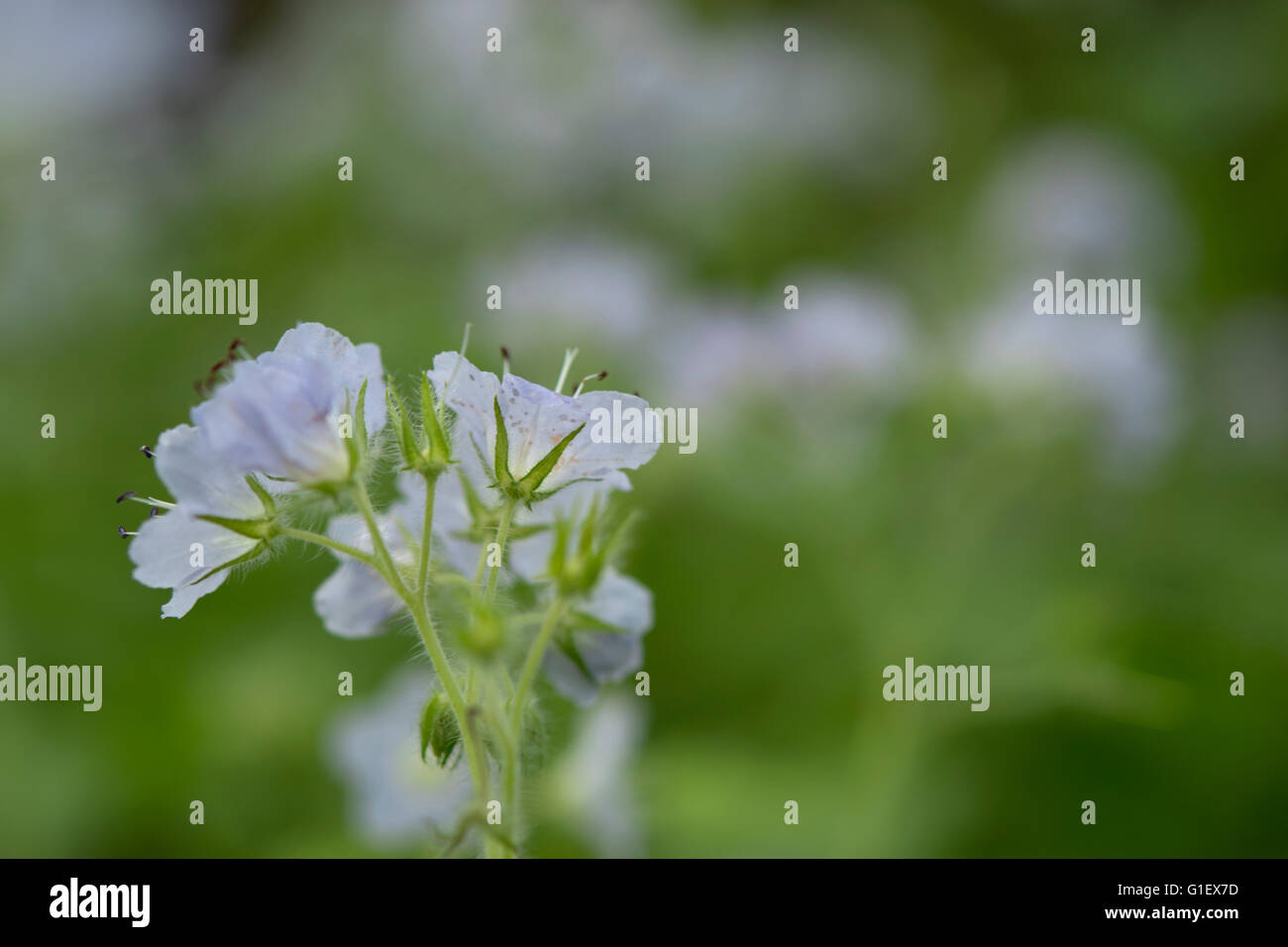 Molla blu con fiori di campo sfocato sfondo verde Foto Stock