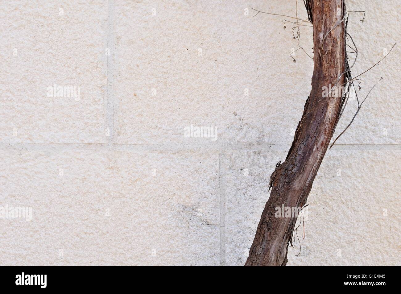 Una marrone tronco di albero contro un bianco muro di casa come sfondo Foto Stock