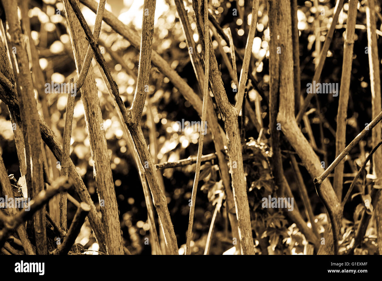 Ritratto monocromatico di dead alberi o cespugli che agisce come una barriera o un ostacolo Foto Stock