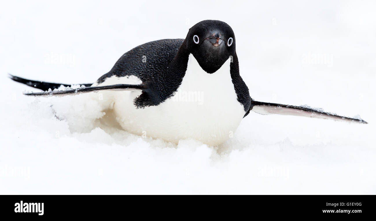 AdŽlie penguin (Pygoscelis adeliae) discese in slittino sulla neve Robbia scogliere Penisola Antartica Antartide Foto Stock