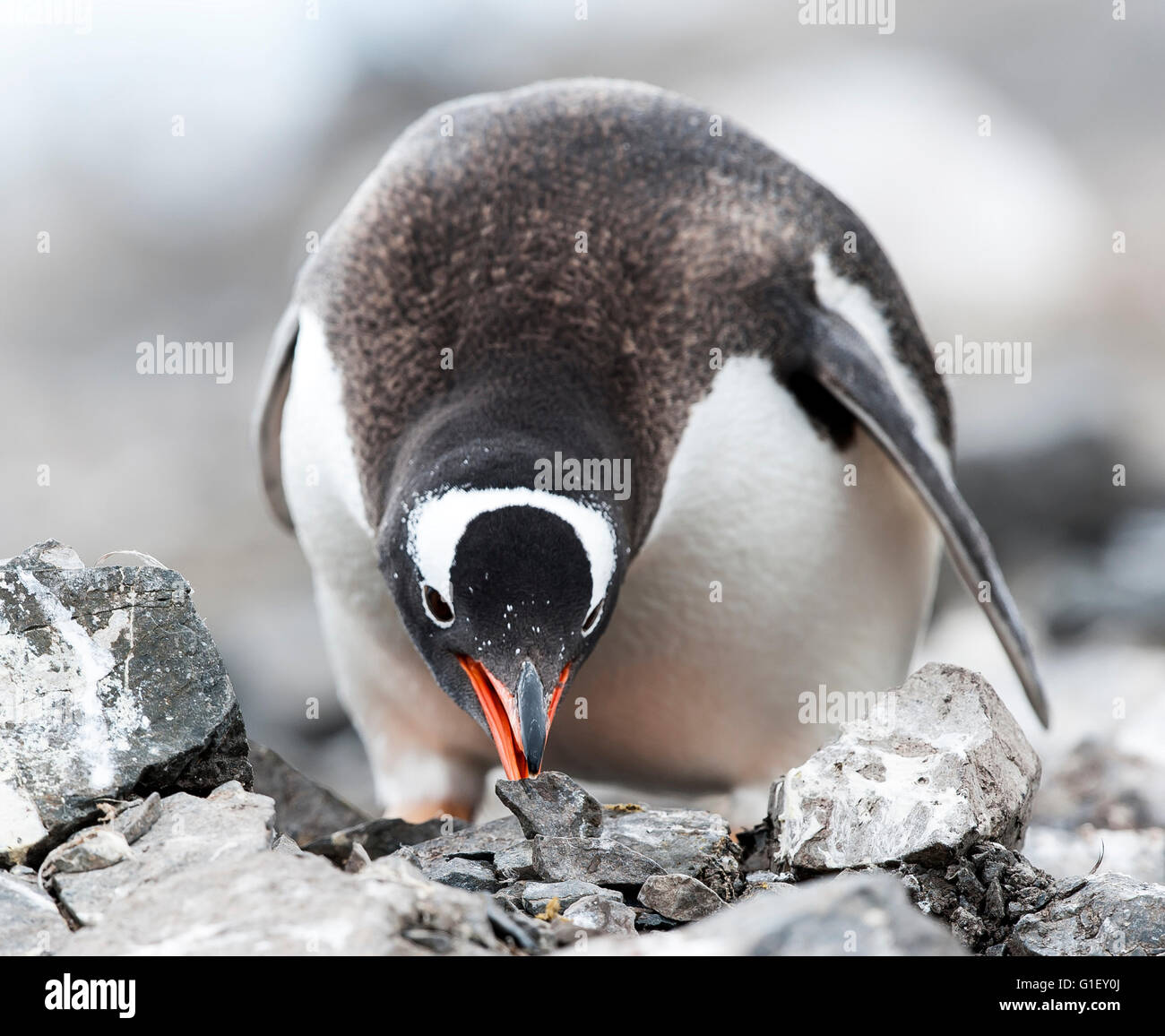 Pinguino Gentoo (Pygoscelis papua) raccogliere pietre per costruire un nido Robbia scogliere Penisola Antartica Antartide Foto Stock