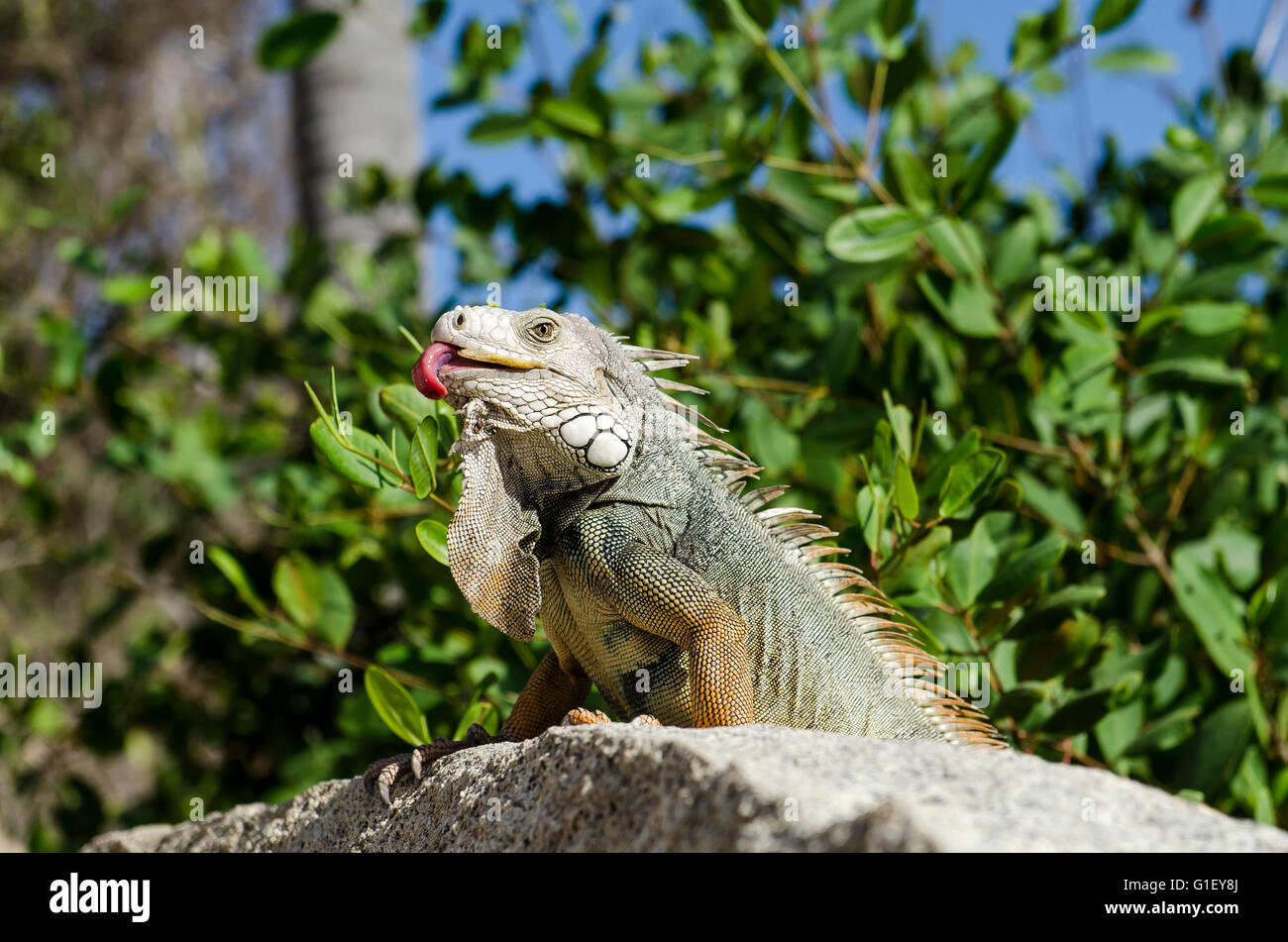 Iguana verde o comune (iguana Iguana iguana) su roccia Tayrona Parco Nazionale di Santa Marta Colombia Foto Stock