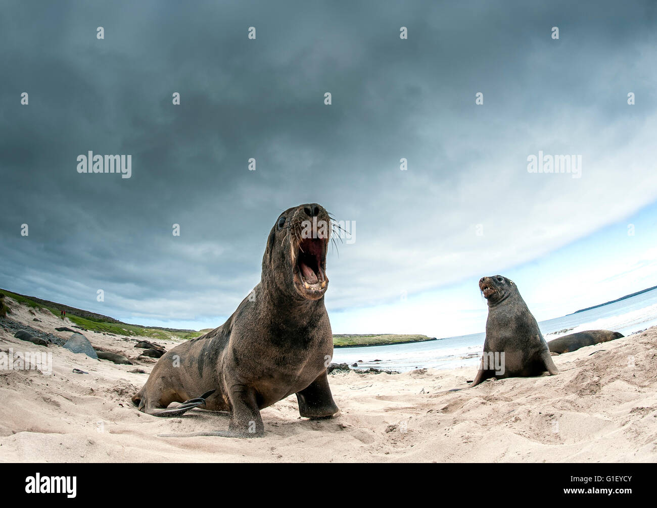 Nuova Zelanda o Hooker di leoni di mare (Phocarctos hookeri) sulla spiaggia che mostra un comportamento aggressivo Enderby Island in Nuova Zelanda Foto Stock