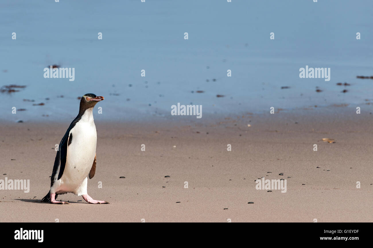 Giallo-eyed penguin (Megadyptes antipodes) sulla spiaggia Enderby Island in Nuova Zelanda Foto Stock