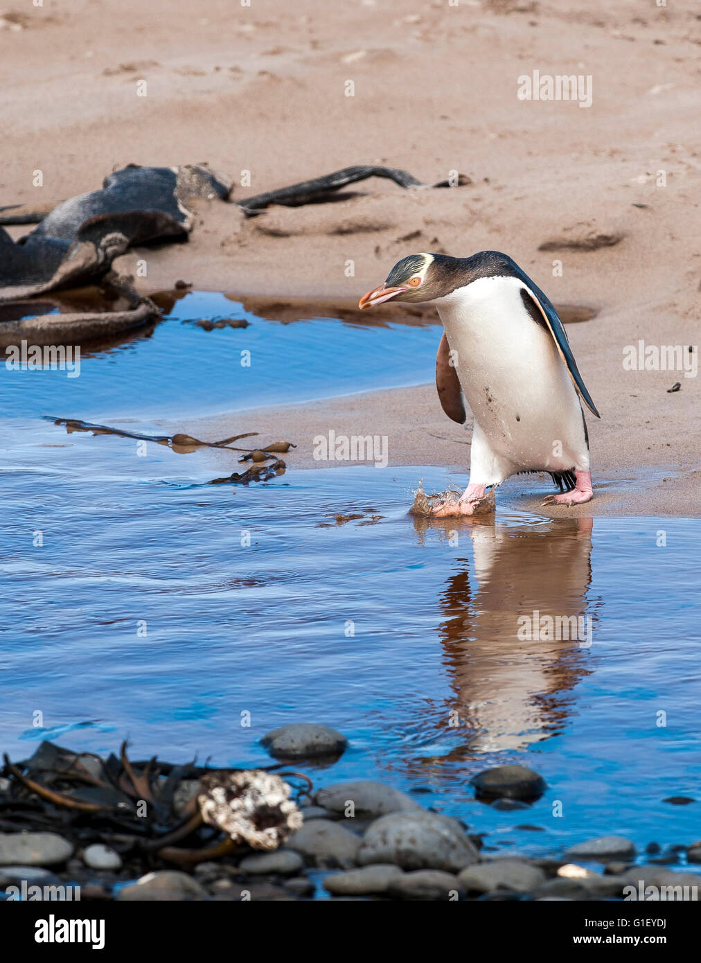 Giallo-eyed penguin (Megadyptes antipodes) passeggiate sulla spiaggia Enderby Island in Nuova Zelanda Foto Stock