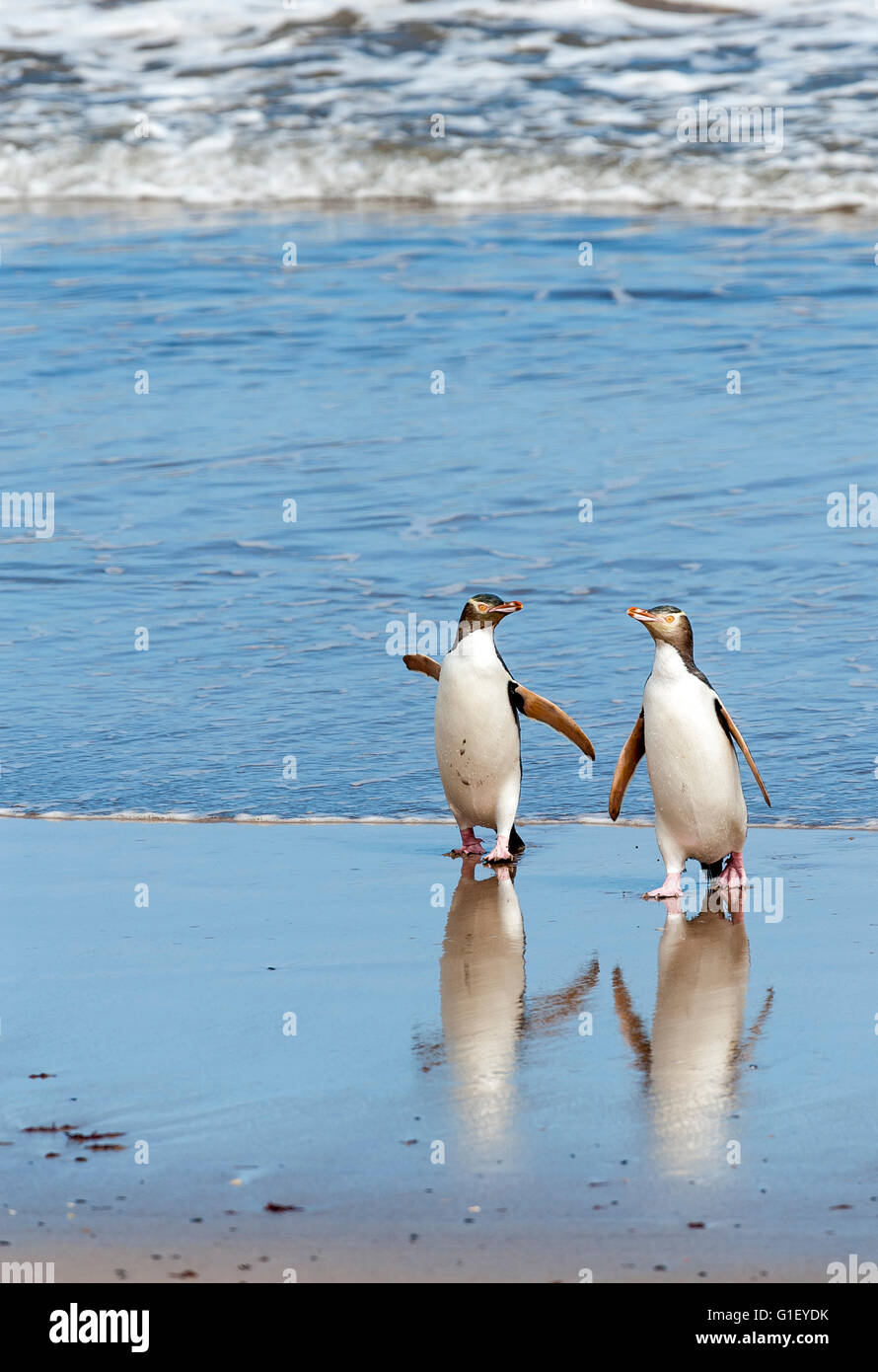 Giallo-eyed pinguini (Megadyptes antipodes) provenienti al di fuori dell'acqua Enderby Island in Nuova Zelanda Foto Stock