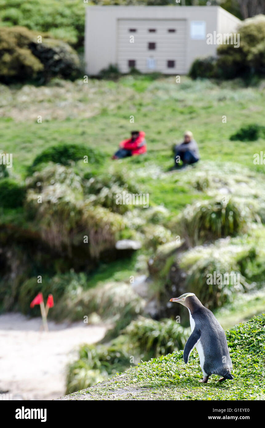 Giallo-eyed penguin (Megadyptes antipodes) e turisti Enderby Island in Nuova Zelanda Foto Stock