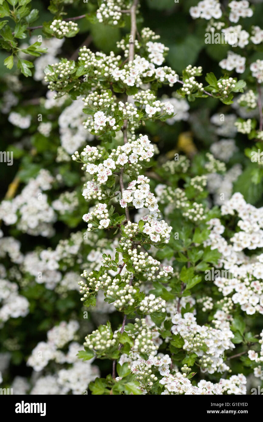 Crataegus monogyna blossom. Biancospino fiorisce in primavera. Foto Stock