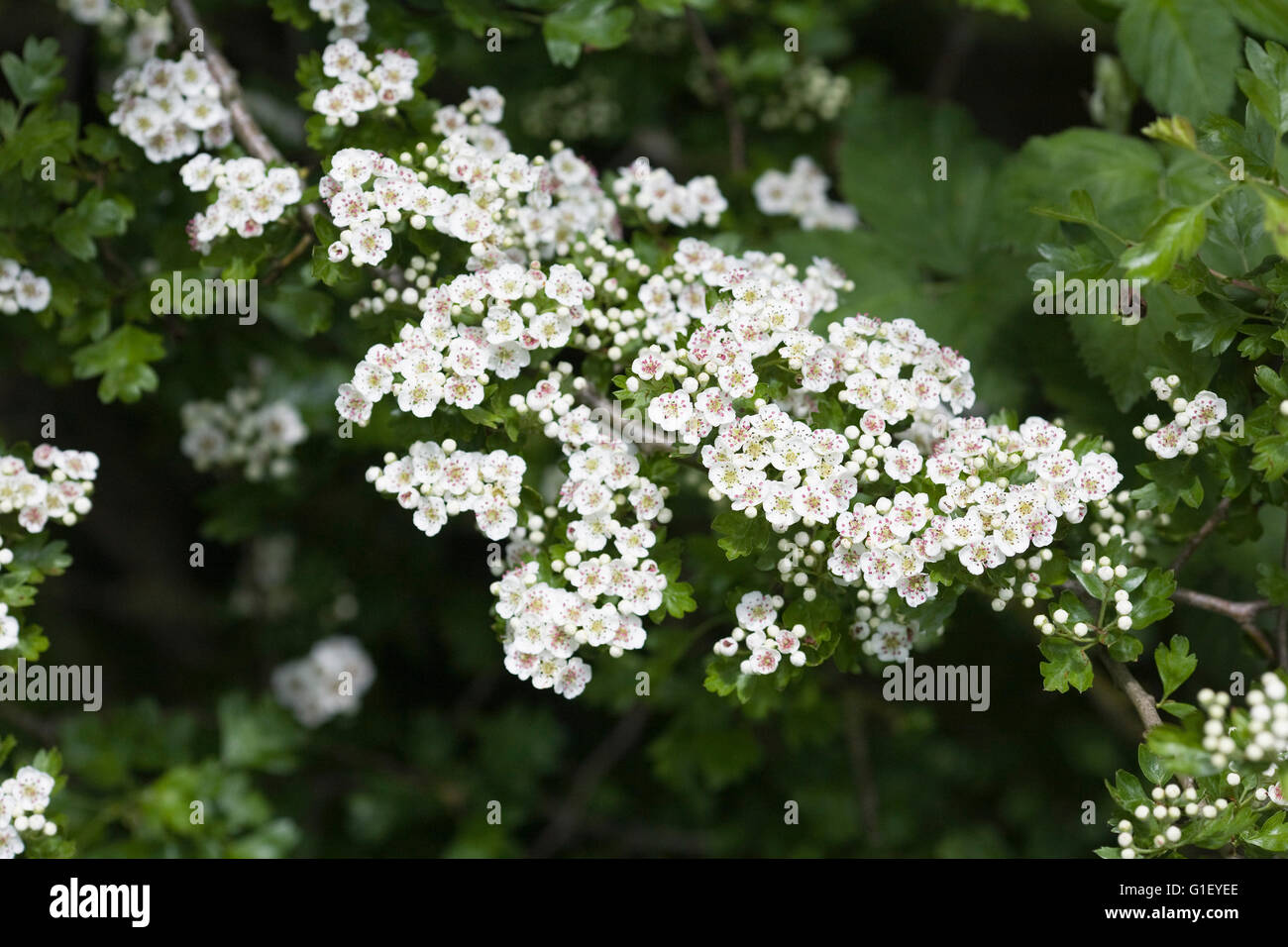 Crataegus monogyna blossom. Biancospino fiorisce in primavera. Foto Stock