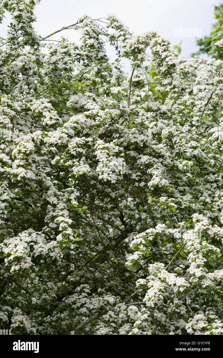 Crataegus monogyna blossom. Biancospino fiorisce in primavera. Foto Stock