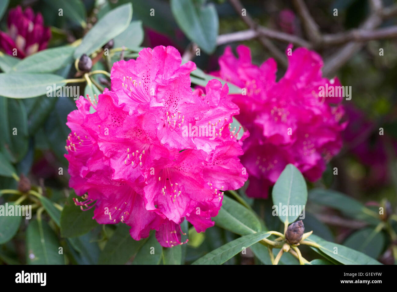 Grande rosa magenta rododendro. Foto Stock