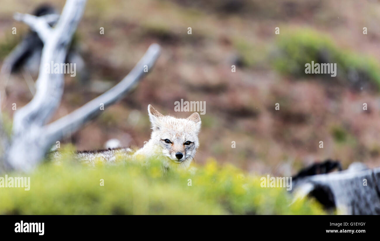 Sud America o nasello di Patagonia Gray Fox (Lycalopex griseus) Parco Nazionale Torres del Paine Patagonia Cilena Cile Foto Stock