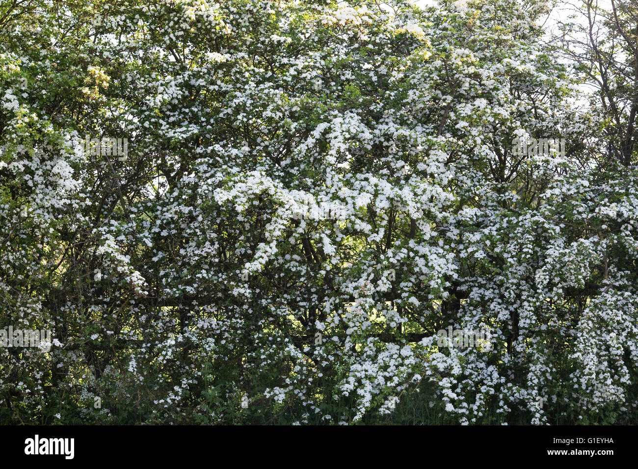 Crataegus monogyna blossom. Biancospino fiorisce in primavera. Foto Stock