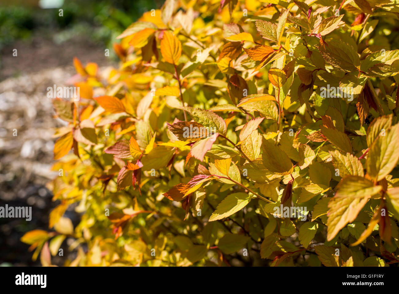 Vicino sul Spiraea japonica Goldflame Foto Stock