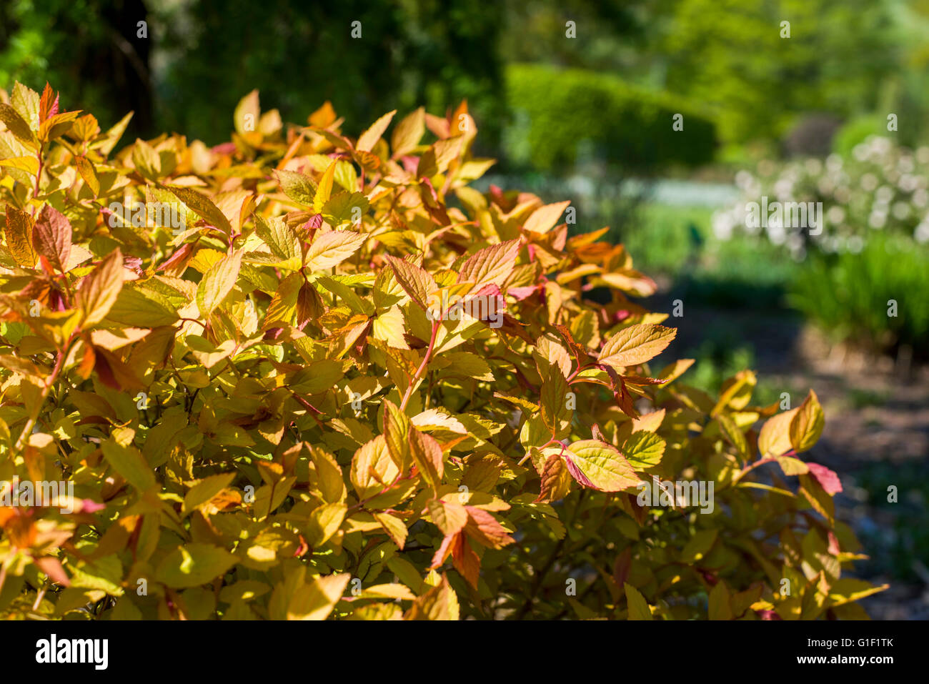 Vicino sul Spiraea japonica Goldflame all'alba o al tramonto Foto Stock