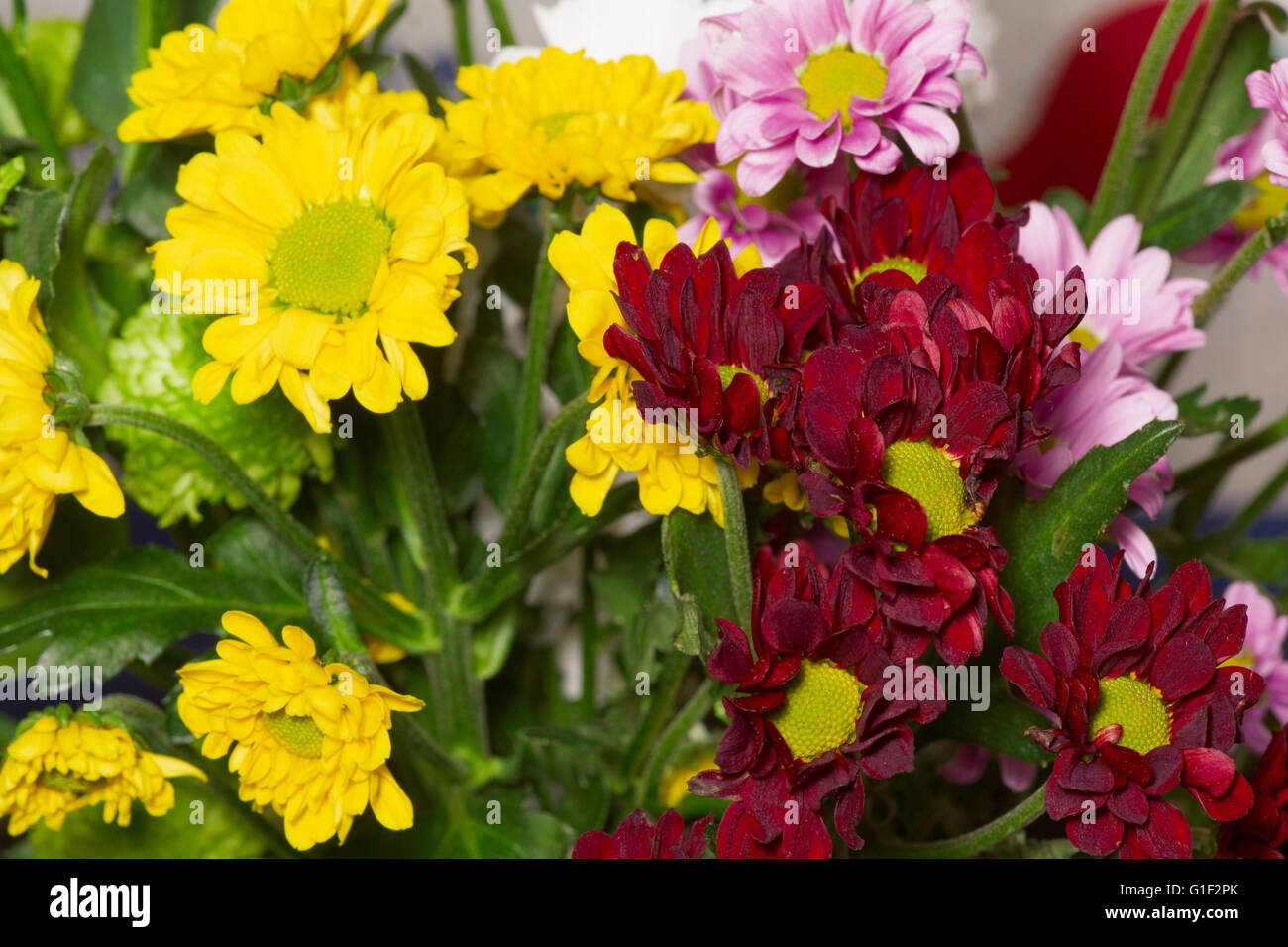 Bouquet di fiori selvatici di diversi colori Foto Stock