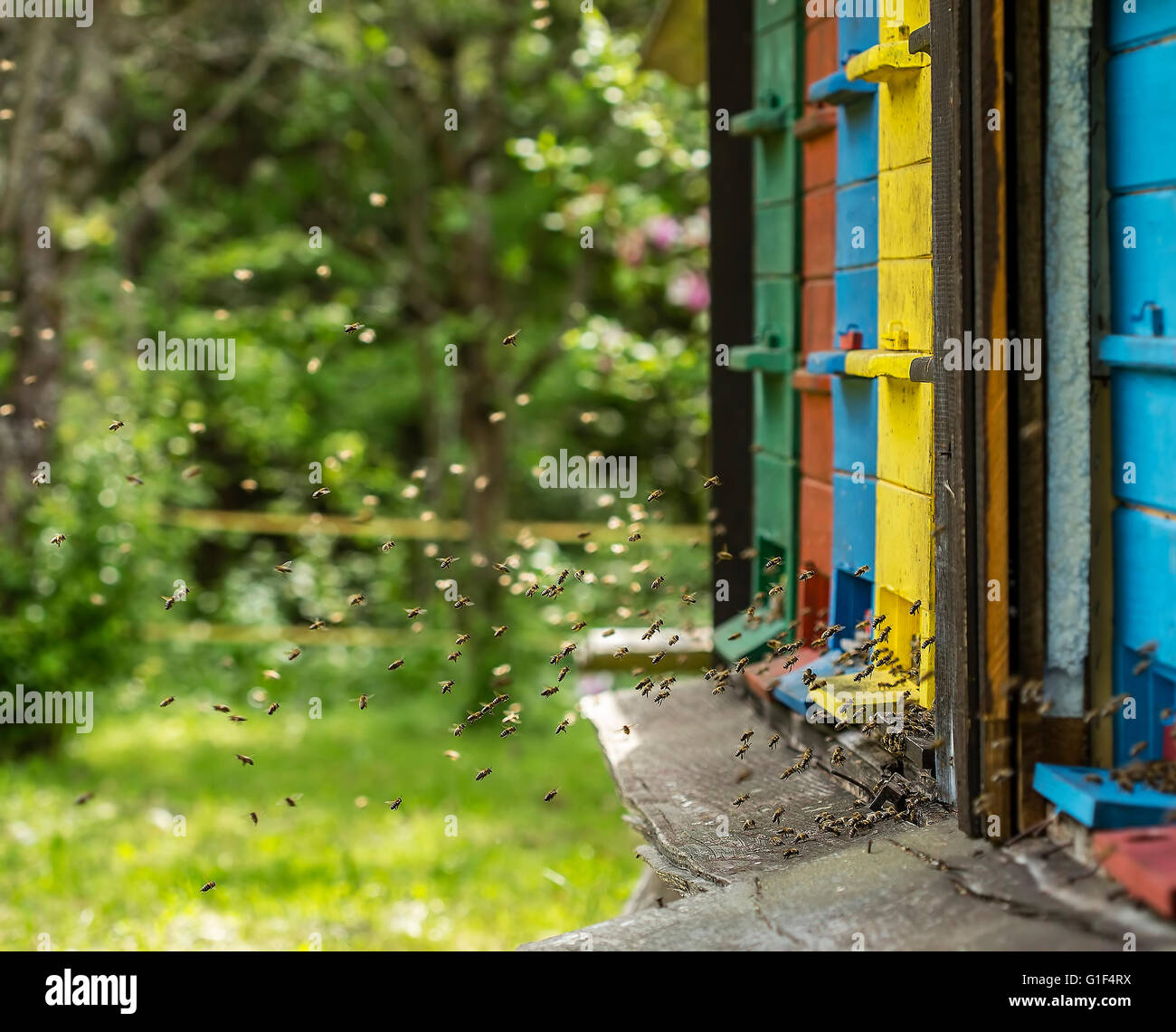 Le api di lavoro di volare verso un capannone di legno. Foto Stock