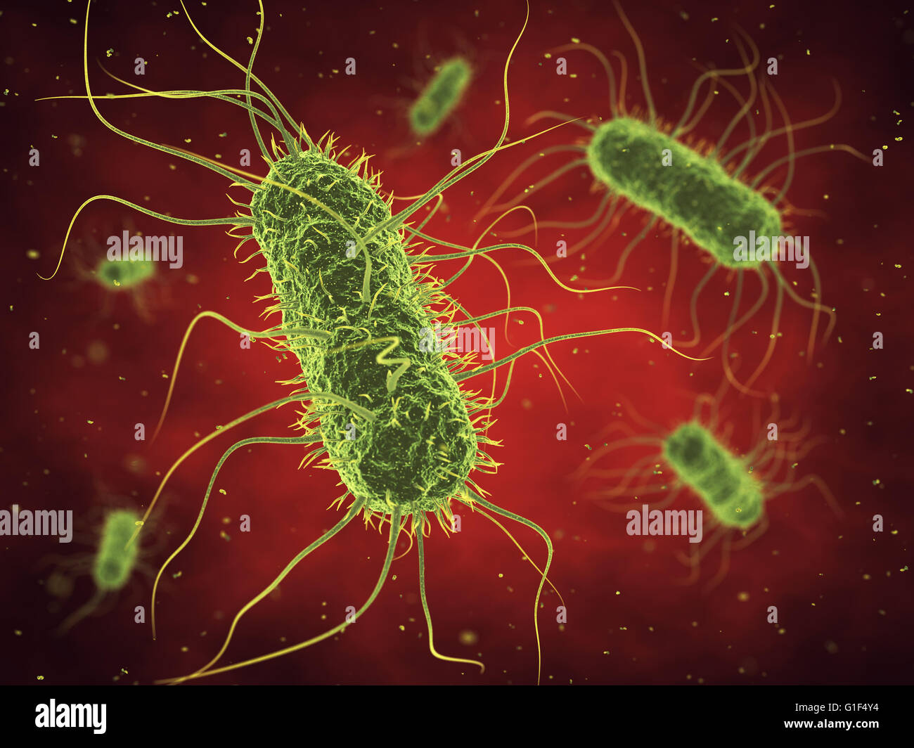 I batteri , il sangue infetto , germi , epidemia di una malattia batterica Foto Stock