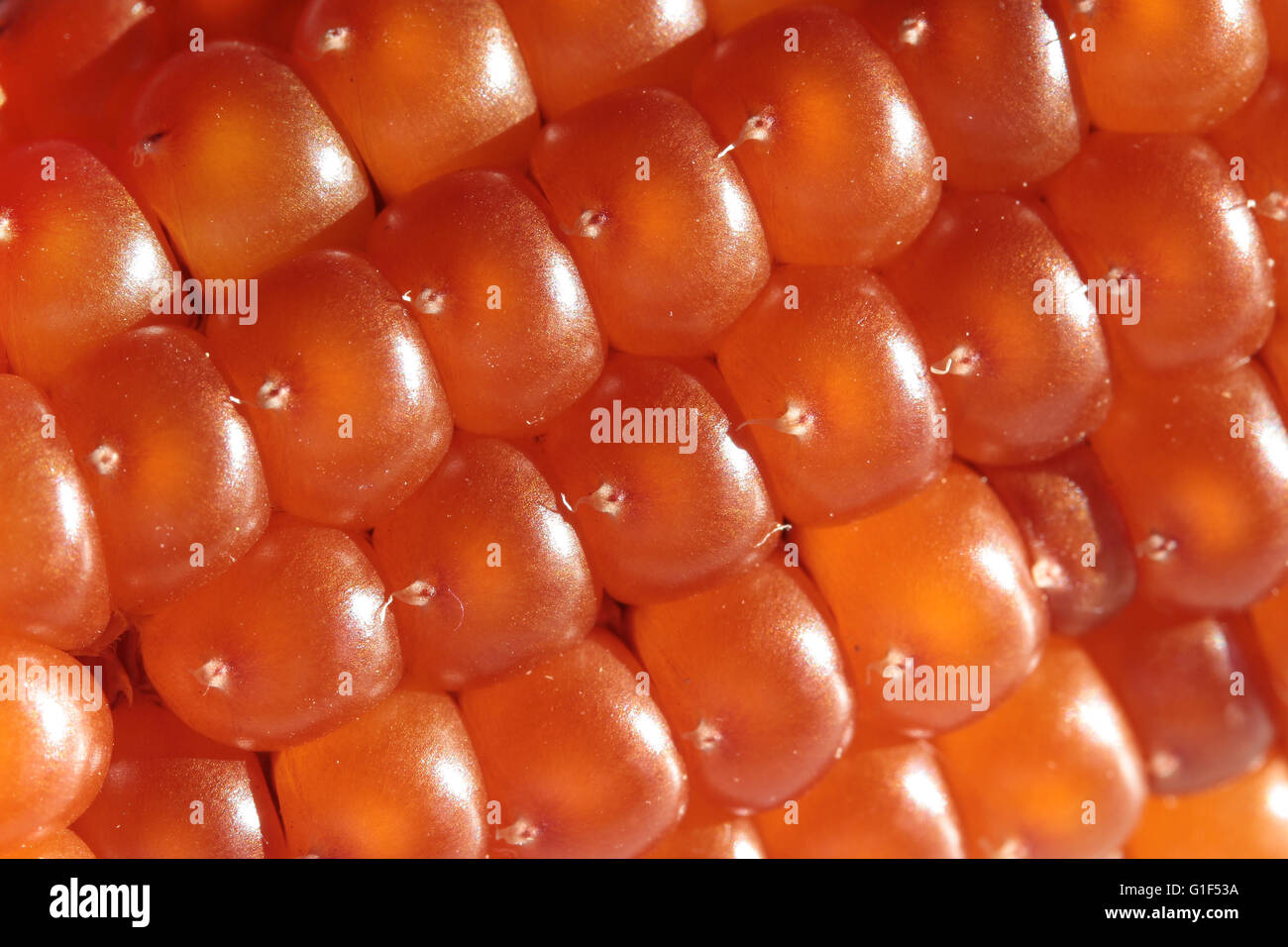 Estrema macro close-up di chicchi di mais rossi e arancioni lucidi su un grappolo, che mostrano una texture naturale intricata e dettagli Foto Stock