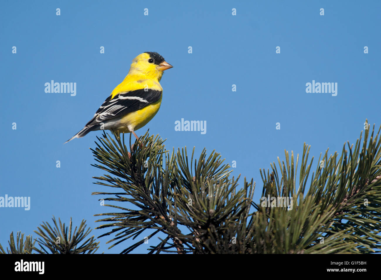 Vivacemente colorato cardellino posatoi sul ramo di pino contro il luminoso cielo blu Foto Stock