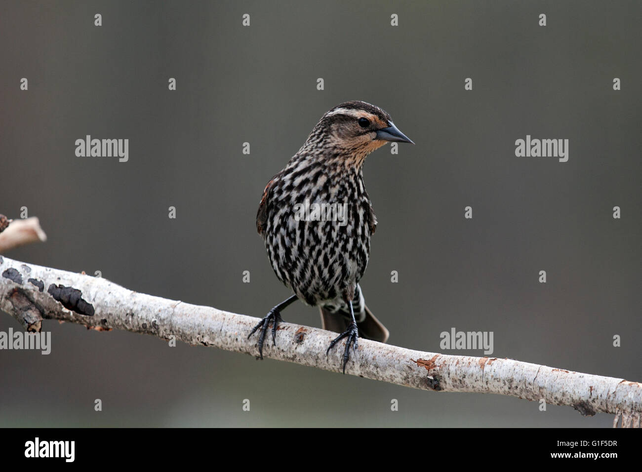 Femmina redwing blackbird posatoi sul ramo di betulla Foto Stock