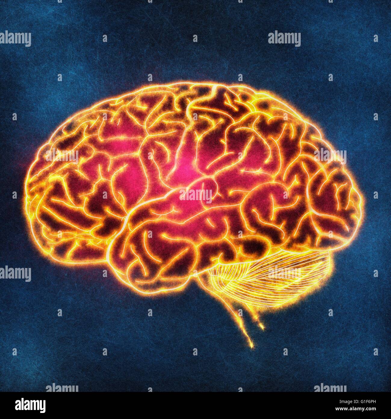 Cervello umano, illustrazione. Foto Stock