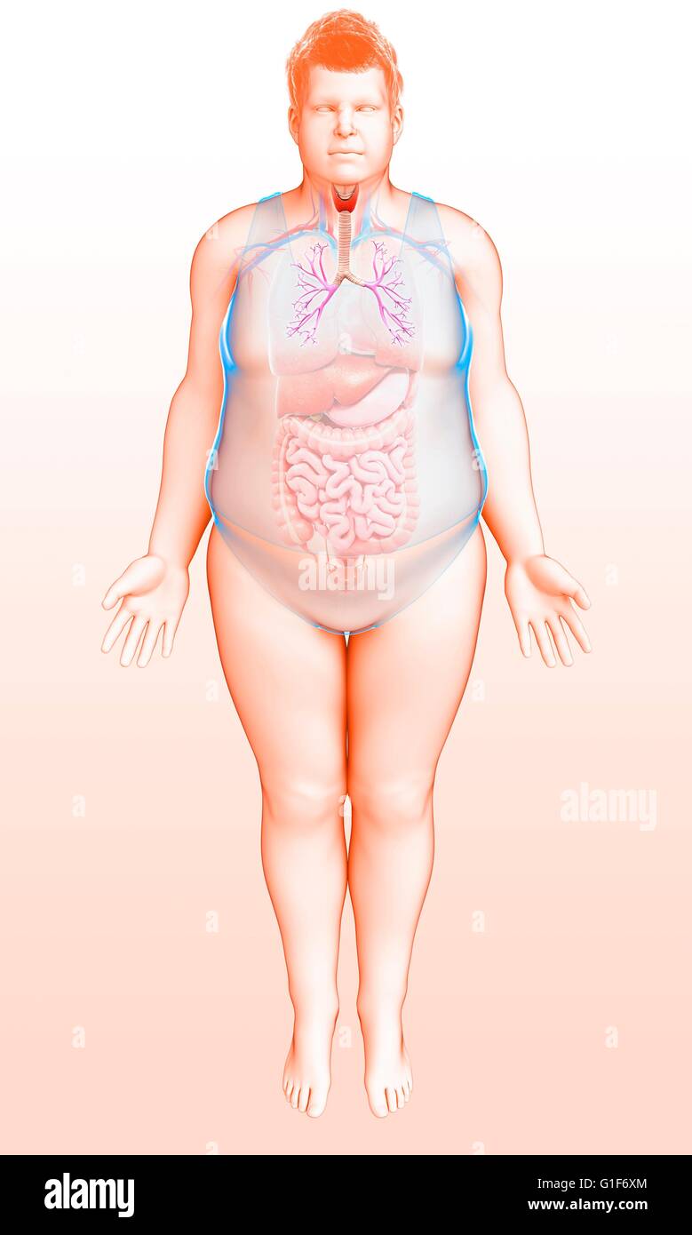 I bronchi dei polmoni umani, illustrazione. Foto Stock