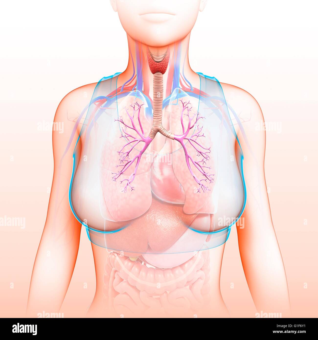 I Bronchi se i polmoni umani, illustrazione. Foto Stock