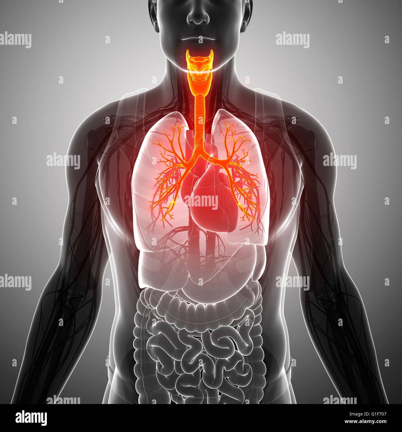 I bronchi dei polmoni umani, illustrazione. Foto Stock