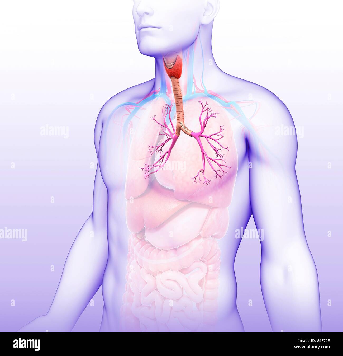 I bronchi dei polmoni umani, illustrazione. Foto Stock