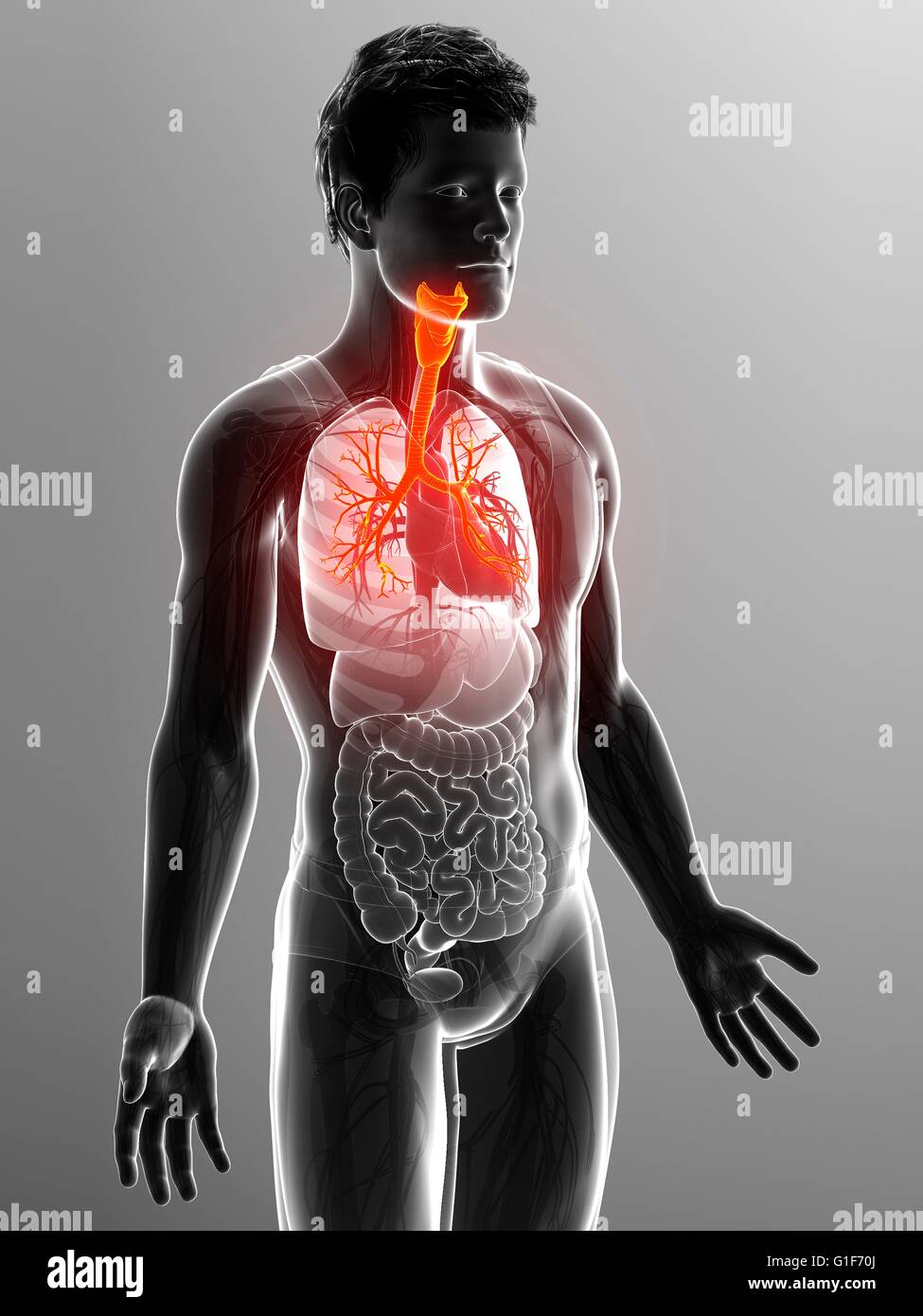 I bronchi dei polmoni umani, illustrazione. Foto Stock