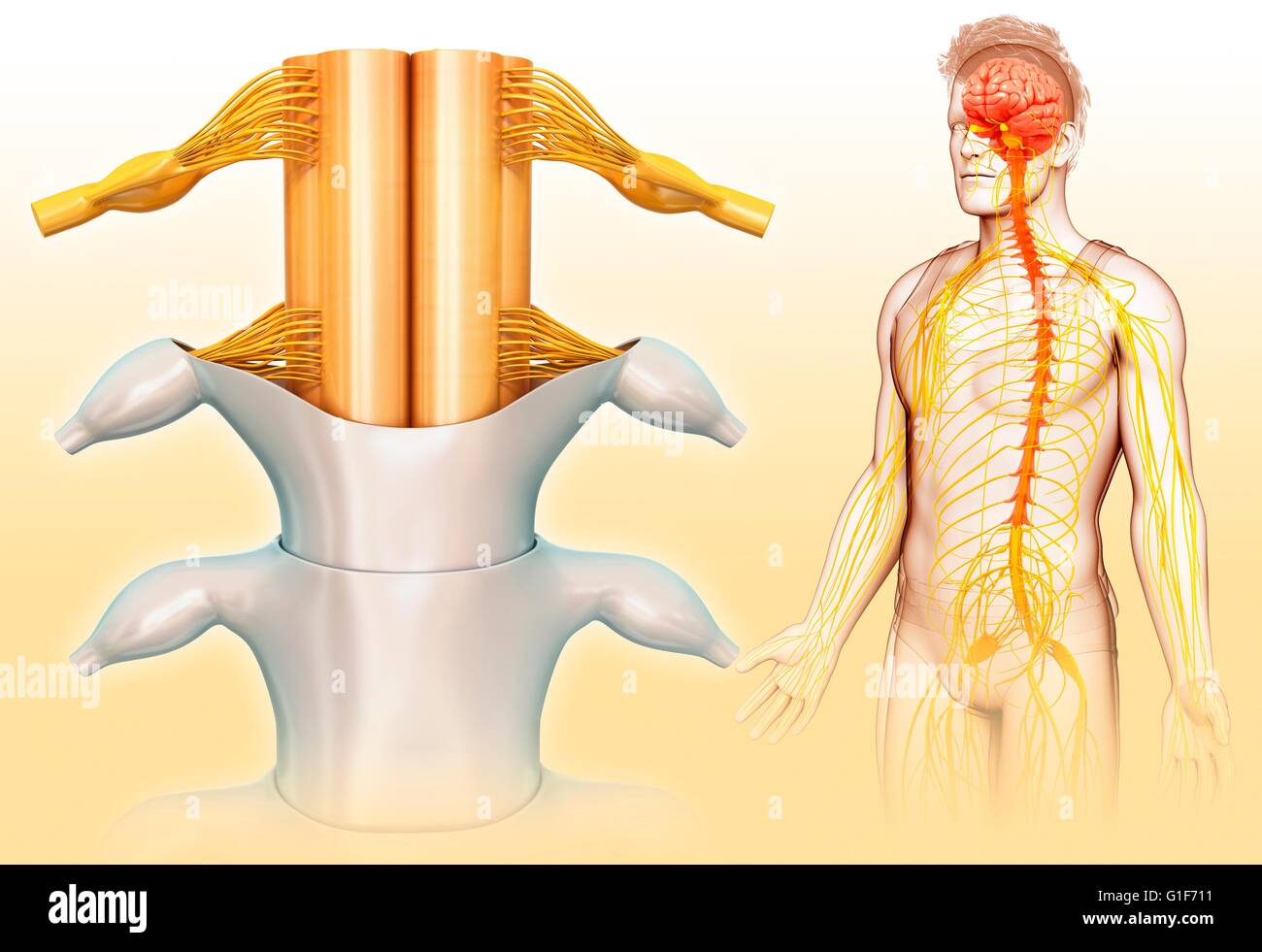 Midollo spinale umano, illustrazione. Foto Stock
