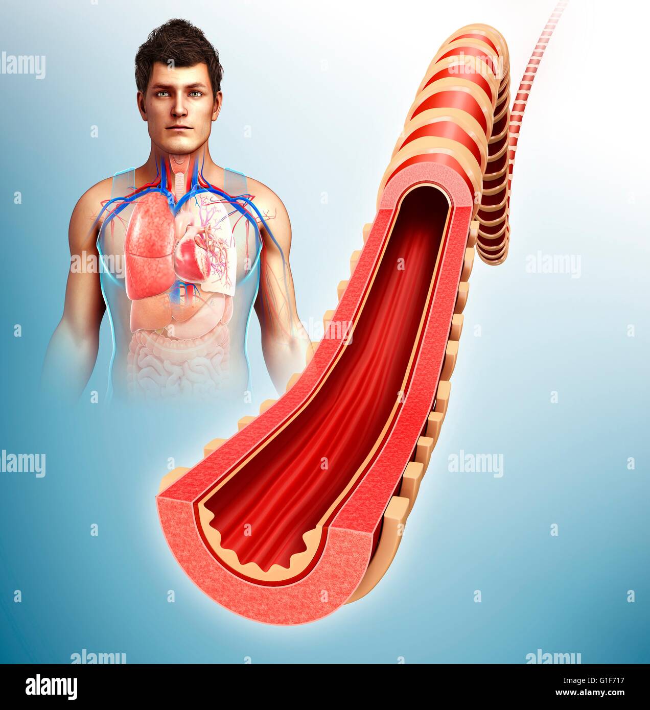 Bronco del polmone umano, illustrazione. Foto Stock