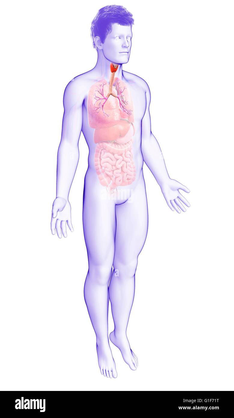 I bronchi dei polmoni umani, illustrazione. Foto Stock
