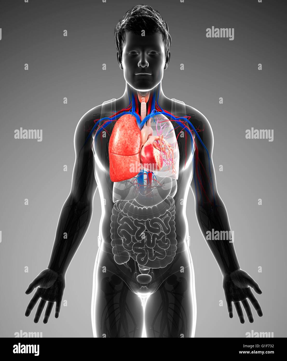 Umano del sistema respiratorio, illustrazione. Foto Stock