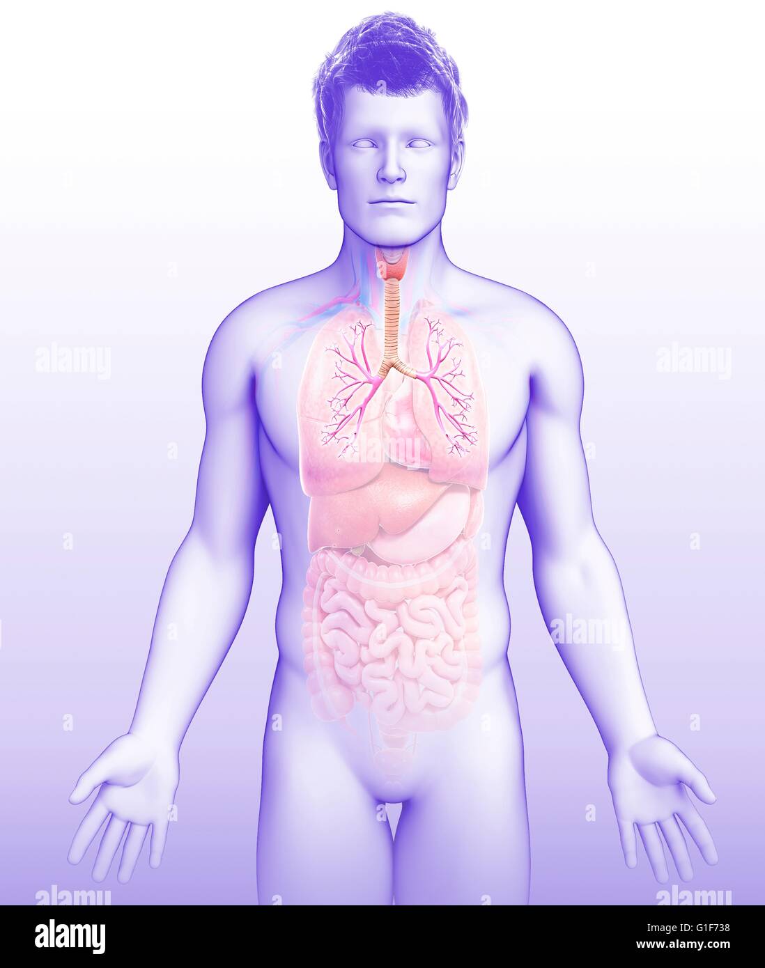 I bronchi dei polmoni umani, illustrazione. Foto Stock
