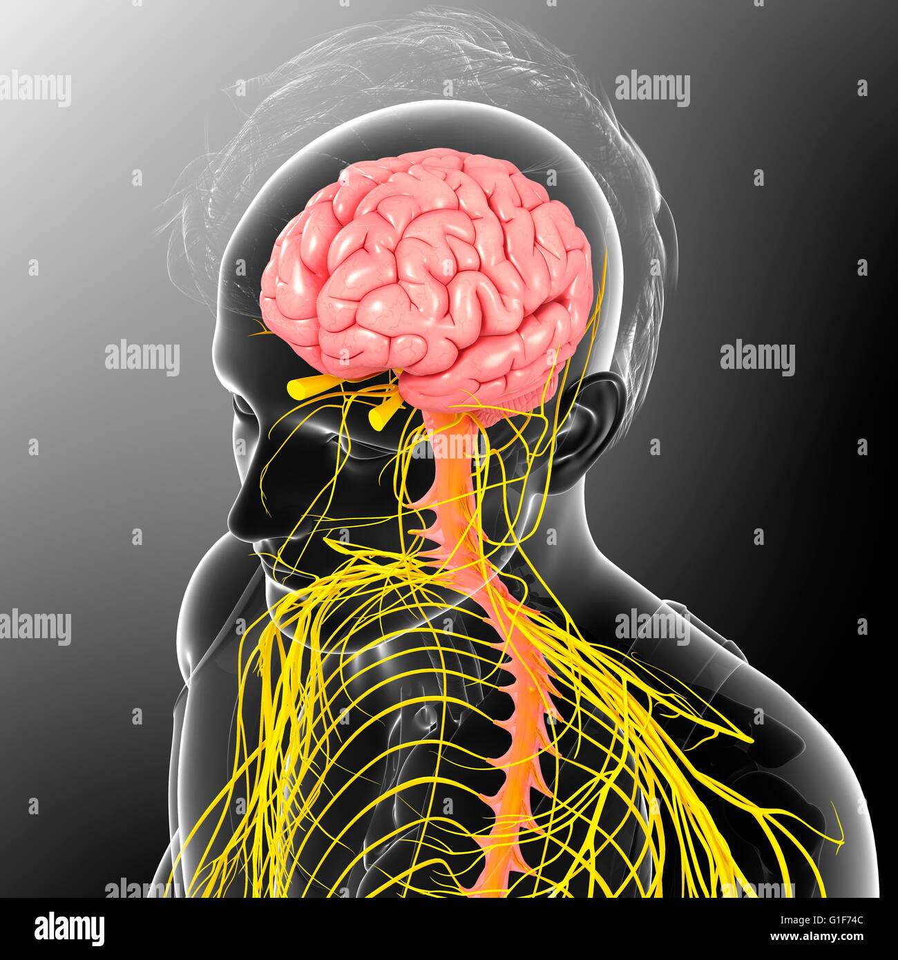 Cervello umano e midollo spinale, illustrazione. Foto Stock