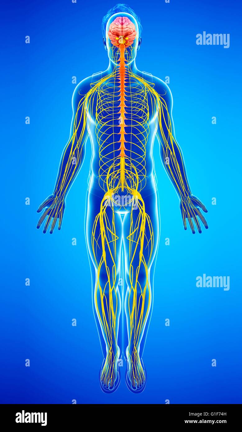 Sistema nervoso umano, illustrazione. Foto Stock